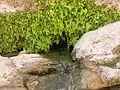 Fuente en el monte Gorakh Hill o Hengar Spring