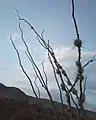 Ocotillo en Tierra Blanca, Guanajuato, México