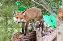 Un zorro rojo caminando por un árbol caído