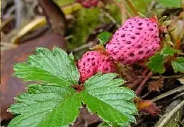 Fragaria daltoniana, planta común en el Himalaya