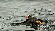 Detalle de un frailecillo coletudo (Fratercula cirrhata) en la bahía.