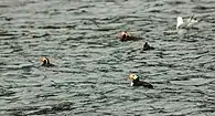 Frailecillos (Fratercula) flotando en la Bahía de la Resurrección.