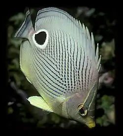 Chaetodon capistratus