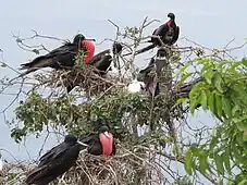 Fregatas en la Isla de la Plata, el macho tiene una bolsa gular que puede inflar para atraer las parejas.