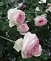 'Pierre de Ronsard' syn. 'Eden Rose 85' (Meilland) 1985. Rosa de la "Romantica Series".