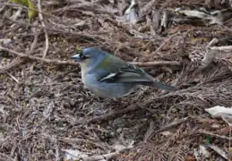 Pinzón de las Azores (Fringilla coelebs moreletti)