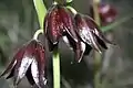 Fritillaria biflora