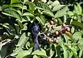 Frutos, hojas y un « Drongo »negro en Calcuta, Bengala Occidental, India.