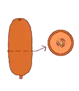 Pepónide y corte transversal. Exocarpio coriáceo, mesocarpio carnoso, y cicatriz en el ápice que dejaron el perianto y el androceo.