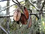 Frutos de L. ferruginea.