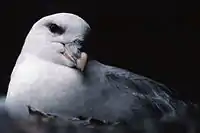 Fulmar boreal en Bjørnøya.