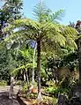 Botanic garden Madeira