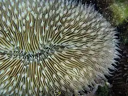 Fungia scutaria o coral hongo.