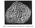 Perforaciones de Osprioneides  en un estromatoporoide silúrico de Saaremaa, Estonia; véase Vinn, Wilson y Mõtus (2014).