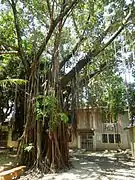 Balete en Bustos, Bulacán.