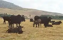 Ganado bovino pastando en la falda meridional de La Serrota (Garganta del Villar).