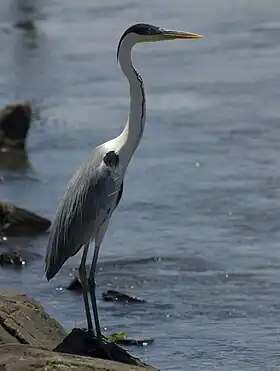 Garza mora (Ardea cocoi).