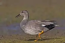 Ánade friso (Mareca strepera).