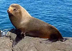 Lobo marino de las Galápagos (Arctocephalus galapagoensis)