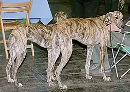 Galgos