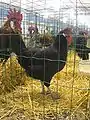 Gallina andaluza negra.