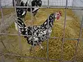 Gallina andaluza pinta.