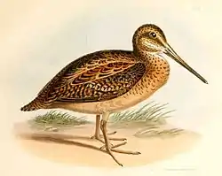 Agachadiza fueguina (Gallinago stricklandi)