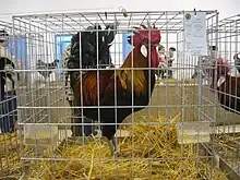 Gallo andaluz perdiz.