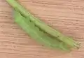 Oruga en tallo de zanahoria (Daucus carota)
