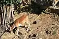 Gamo común