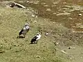 Una pareja de piuquenes en La Oroya, Perú