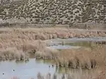 Reserva del Regajal-Mar de Ontígola