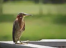 Garcita verde en Florida