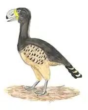 Gastornis (Gastornithiformes)