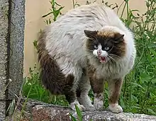 El gato doméstico (Felis silvestris catus) bufa, muestra los dientes, arquea la espalda y eriza el pelaje para parecer más grande y amenazador.