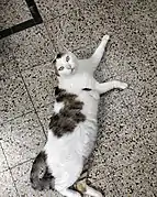 Gato europeo bicolor