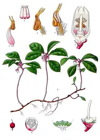 Gaultheria procumbens L.