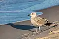 Gaviota patiamarilla (Larus michahellis) en Trzęsacz.