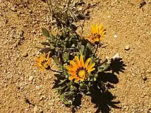 Gazania krebsiana Goegap Reserva natural, Provincia Septentrional del Cabo, Sudáfrica