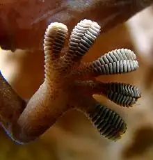 Mejor detalle de la parte inferior del pie de un geco cuando camina sobre una pared de cristal (espátula: 200 × 10-15 nm)