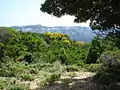 bosque mediterráneo en el parque