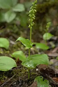 Gennaria diphylla en la isla de la Gomera, Canarias.