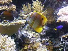 En el acuario de Génova, Italia.