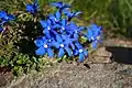 Gentiana sierrae endemismo que se encuentra en los borreguiles de Sierra Nevada