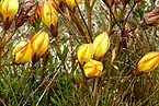 Gentianella hirculus