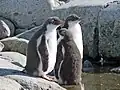 Pingüinos Gentú de mediana edad en la Isla Petermann