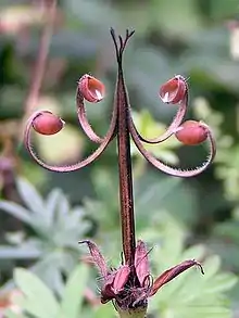 Regma de Geranium sanguineum, donde ya se separaron las unidades de fruto y catapultaron las semillas.