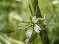 Cerastium fontanum