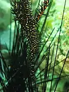 Camuflado entre las púas de erizos, en Mactan, Cebú, Filipinas