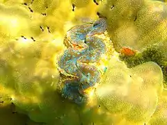 Incrustada en una colonia de Porites sp., en Mahé, Seychelles